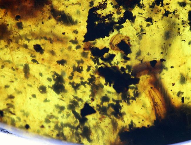 ４センチの大きな基質のなかに、節足動物、ヤスデを閉じ込めたバーマイト（Burmite）。希少な１億年前の極めて古いミャンマー産の琥珀（その10）