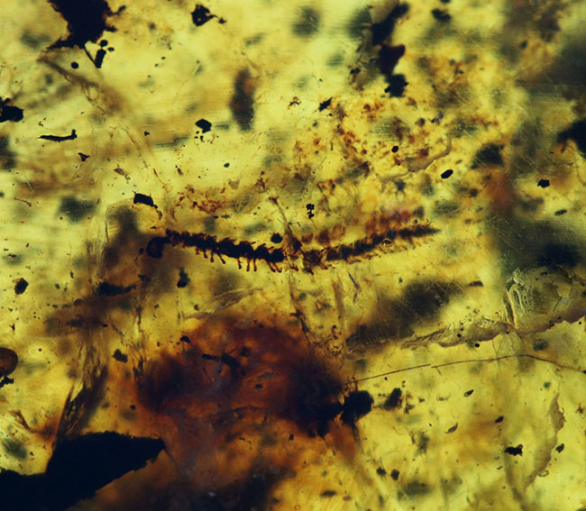 ４センチの大きな基質のなかに、節足動物、ヤスデを閉じ込めたバーマイト（Burmite）。希少な１億年前の極めて古いミャンマー産の琥珀（その11）