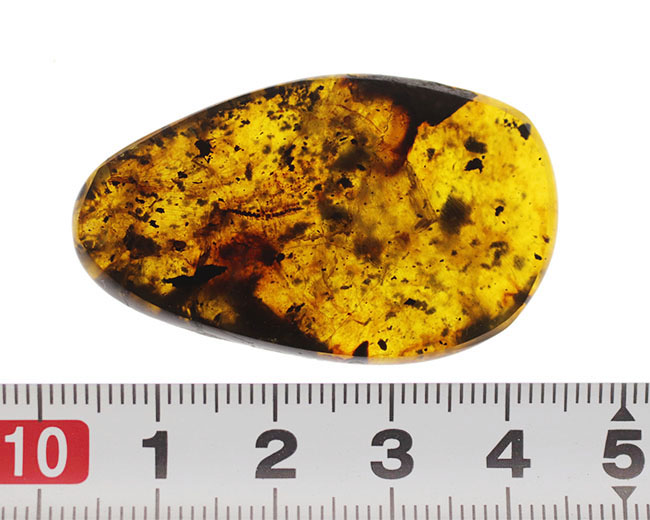 ４センチの大きな基質のなかに、節足動物、ヤスデを閉じ込めたバーマイト（Burmite）。希少な１億年前の極めて古いミャンマー産の琥珀（その12）