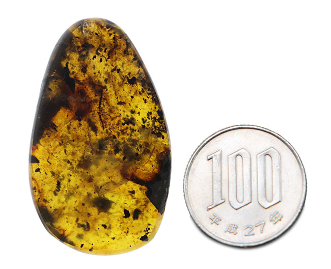 ４センチの大きな基質のなかに、節足動物、ヤスデを閉じ込めたバーマイト（Burmite）。希少な１億年前の極めて古いミャンマー産の琥珀（その13）