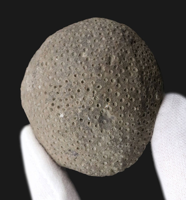古生代シルル紀の地層より採集されたスウェーデン・ゴットランド産の床板サンゴ、ヘリオライト(Heliolites)の化石(その1)