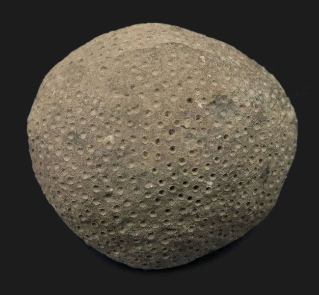 古生代シルル紀の地層より採集されたスウェーデン・ゴットランド産の床板サンゴ、ヘリオライト（Heliolites）の化石（その2）