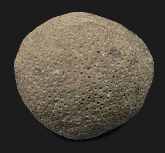 古生代シルル紀の地層より採集されたスウェーデン・ゴットランド産の床板サンゴ、ヘリオライト(Heliolites)の化石(その2)