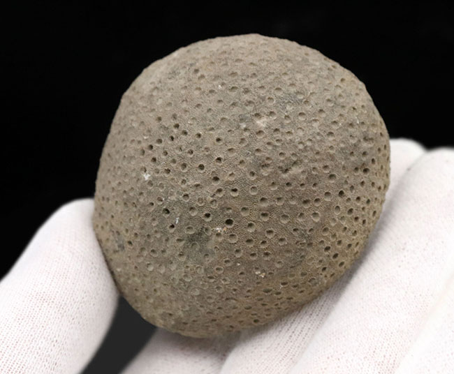 古生代シルル紀の地層より採集されたスウェーデン・ゴットランド産の床板サンゴ、ヘリオライト（Heliolites）の化石（その3）