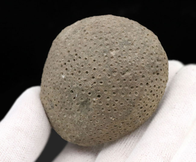 古生代シルル紀の地層より採集されたスウェーデン・ゴットランド産の床板サンゴ、ヘリオライト(Heliolites)の化石(その3)
