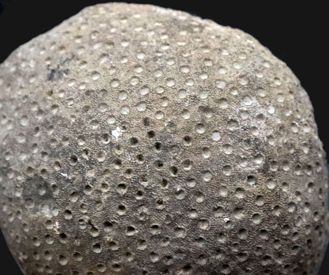 古生代シルル紀の地層より採集されたスウェーデン・ゴットランド産の床板サンゴ、ヘリオライト(Heliolites)の化石(その4)