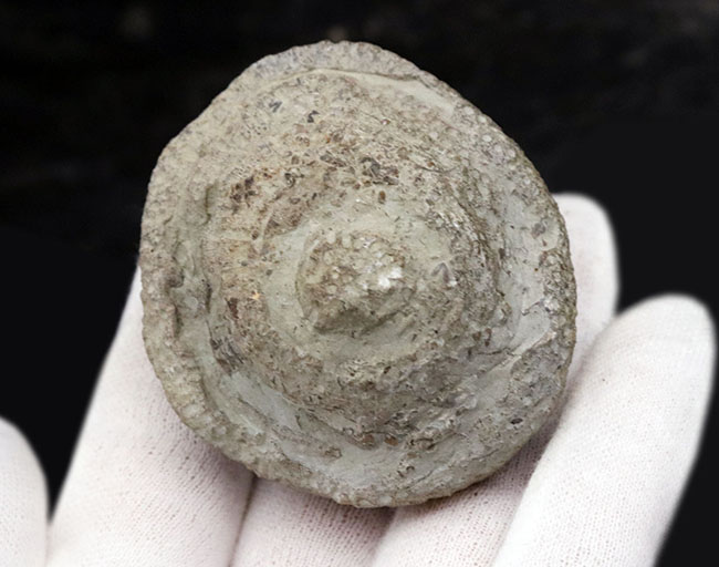 古生代シルル紀の地層より採集されたスウェーデン・ゴットランド産の床板サンゴ、ヘリオライト(Heliolites)の化石(その5)