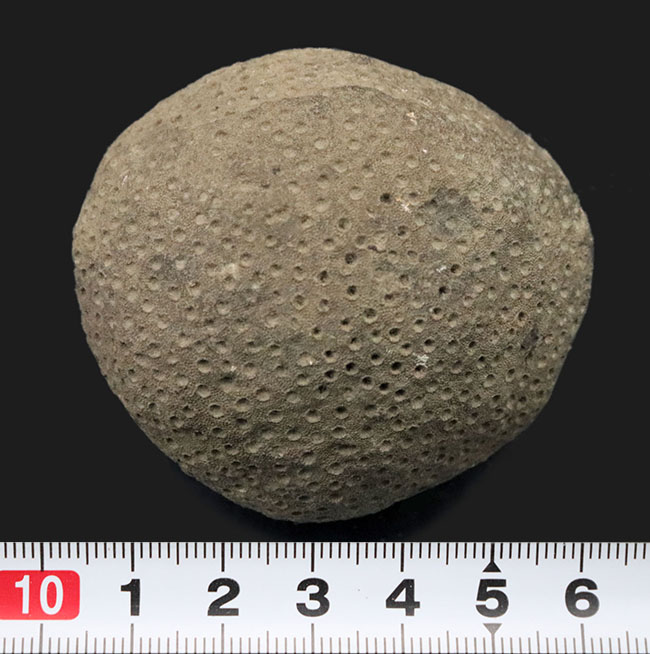 古生代シルル紀の地層より採集されたスウェーデン・ゴットランド産の床板サンゴ、ヘリオライト(Heliolites)の化石(その6)