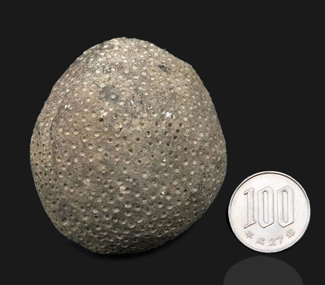 古生代シルル紀の地層より採集されたスウェーデン・ゴットランド産の床板サンゴ、ヘリオライト(Heliolites)の化石(その7)