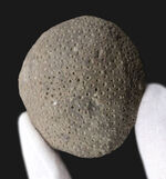 古生代シルル紀の地層より採集されたスウェーデン・ゴットランド産の床板サンゴ、ヘリオライト（Heliolites）の化石