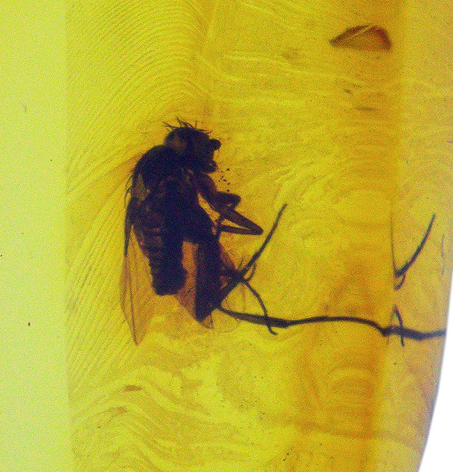 パーフェクトなシルエット!およそ4000万年前に起源を持つ、ノミバエ科の虫を内包したバルト海産琥珀(Amber)(その4)