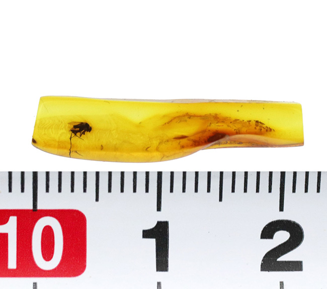 パーフェクトなシルエット!およそ4000万年前に起源を持つ、ノミバエ科の虫を内包したバルト海産琥珀(Amber)(その6)