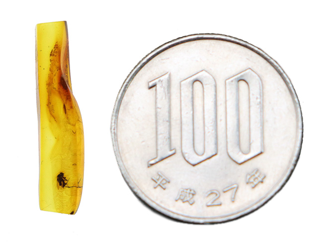 パーフェクトなシルエット!およそ4000万年前に起源を持つ、ノミバエ科の虫を内包したバルト海産琥珀(Amber)(その7)