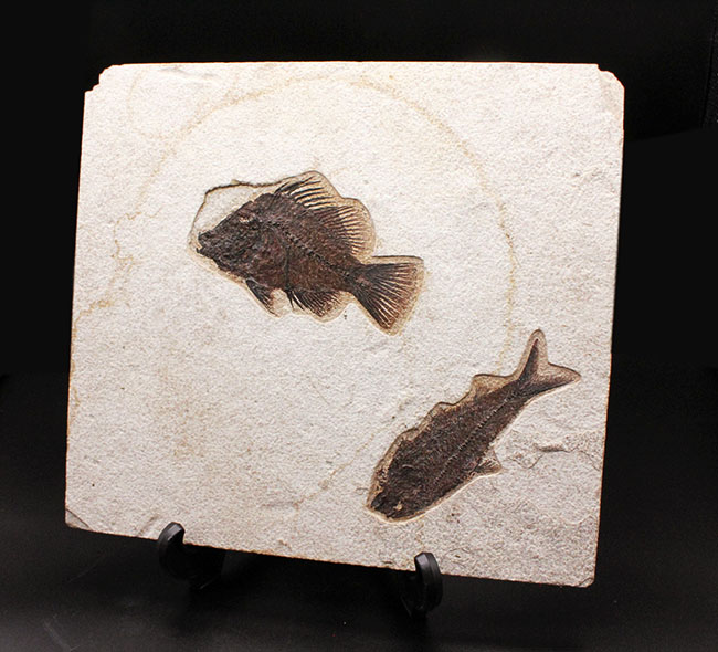 威風堂々、レアな古代魚プリスカカラ（Priscacara sp.）とワイオミング州の「州の化石」、ナイティア（Knightia sp.）が同時に見られる、マルチプレート化石。グリーンリバー層産。（その1）