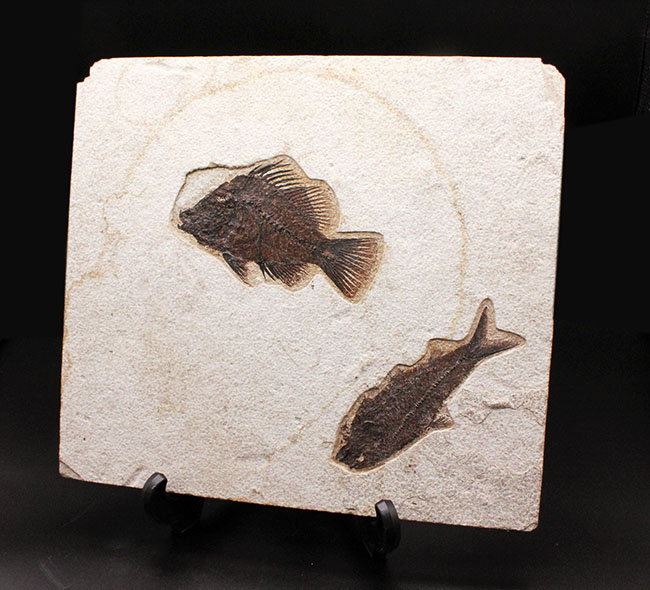 威風堂々、レアな古代魚プリスカカラ(Priscacara sp.)とワイオミング州の「州の化石」、ナイティア(Knightia sp.)が同時に見られる、マルチプレート化石。グリーンリバー層産。(その1)