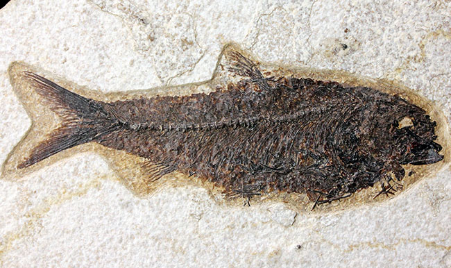 威風堂々、レアな古代魚プリスカカラ(Priscacara sp.)とワイオミング州の「州の化石」、ナイティア(Knightia sp.)が同時に見られる、マルチプレート化石。グリーンリバー層産。(その10)