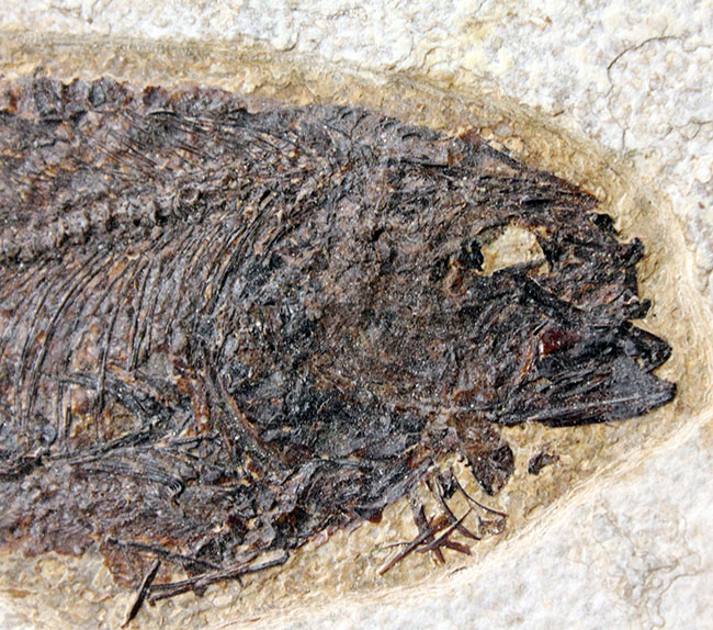 威風堂々、レアな古代魚プリスカカラ（Priscacara sp.）とワイオミング州の「州の化石」、ナイティア（Knightia sp.）が同時に見られる、マルチプレート化石。グリーンリバー層産。（その11）
