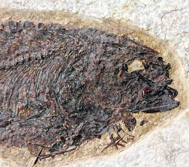 威風堂々、レアな古代魚プリスカカラ(Priscacara sp.)とワイオミング州の「州の化石」、ナイティア(Knightia sp.)が同時に見られる、マルチプレート化石。グリーンリバー層産。(その11)