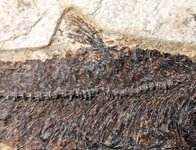 威風堂々、レアな古代魚プリスカカラ（Priscacara sp.）とワイオミング州の「州の化石」、ナイティア（Knightia sp.）が同時に見られる、マルチプレート化石。グリーンリバー層産。（その12）