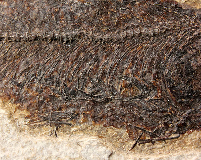 威風堂々、レアな古代魚プリスカカラ（Priscacara sp.）とワイオミング州の「州の化石」、ナイティア（Knightia sp.）が同時に見られる、マルチプレート化石。グリーンリバー層産。（その13）