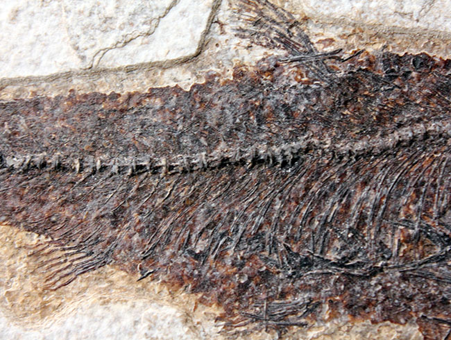 威風堂々、レアな古代魚プリスカカラ（Priscacara sp.）とワイオミング州の「州の化石」、ナイティア（Knightia sp.）が同時に見られる、マルチプレート化石。グリーンリバー層産。（その14）