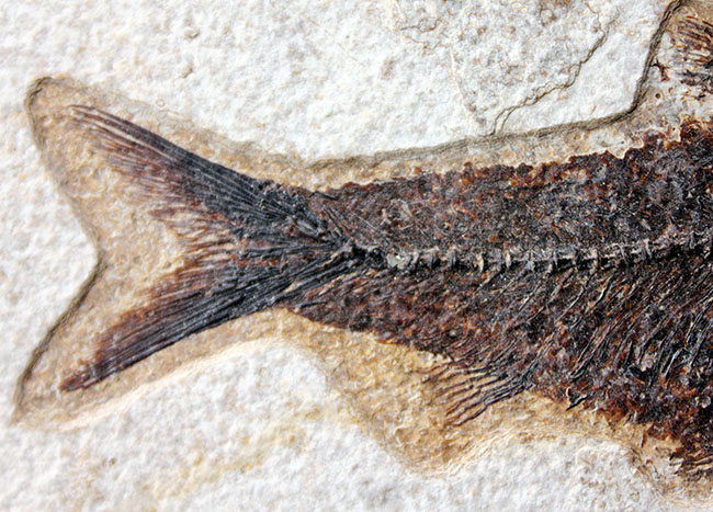 威風堂々、レアな古代魚プリスカカラ（Priscacara sp.）とワイオミング州の「州の化石」、ナイティア（Knightia sp.）が同時に見られる、マルチプレート化石。グリーンリバー層産。（その15）