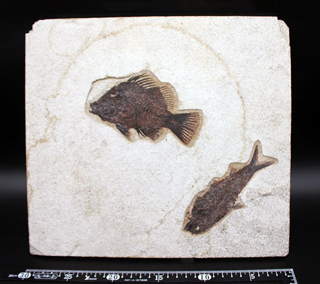 威風堂々、レアな古代魚プリスカカラ（Priscacara sp.）とワイオミング州の「州の化石」、ナイティア（Knightia sp.）が同時に見られる、マルチプレート化石。グリーンリバー層産。（その16）