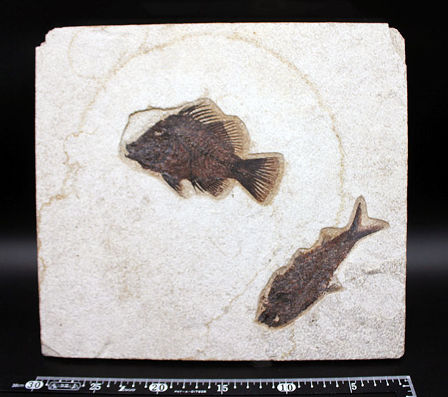 威風堂々、レアな古代魚プリスカカラ(Priscacara sp.)とワイオミング州の「州の化石」、ナイティア(Knightia sp.)が同時に見られる、マルチプレート化石。グリーンリバー層産。(その16)