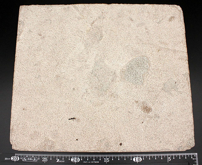 威風堂々、レアな古代魚プリスカカラ（Priscacara sp.）とワイオミング州の「州の化石」、ナイティア（Knightia sp.）が同時に見られる、マルチプレート化石。グリーンリバー層産。（その17）