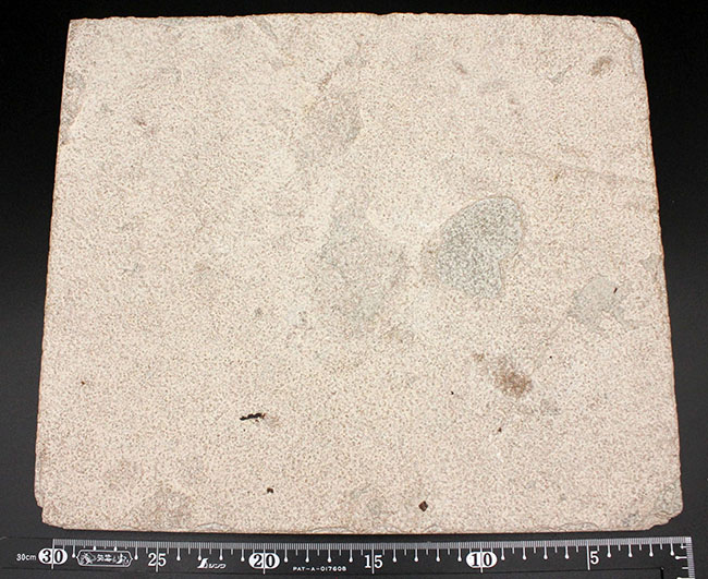 威風堂々、レアな古代魚プリスカカラ(Priscacara sp.)とワイオミング州の「州の化石」、ナイティア(Knightia sp.)が同時に見られる、マルチプレート化石。グリーンリバー層産。(その17)