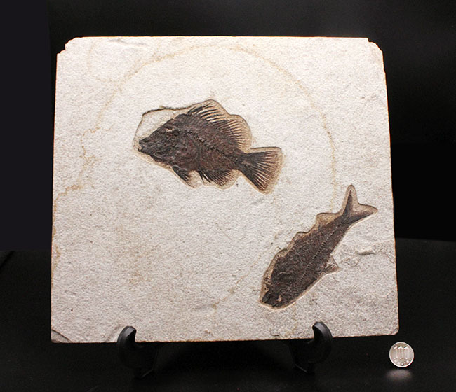 威風堂々、レアな古代魚プリスカカラ（Priscacara sp.）とワイオミング州の「州の化石」、ナイティア（Knightia sp.）が同時に見られる、マルチプレート化石。グリーンリバー層産。（その18）
