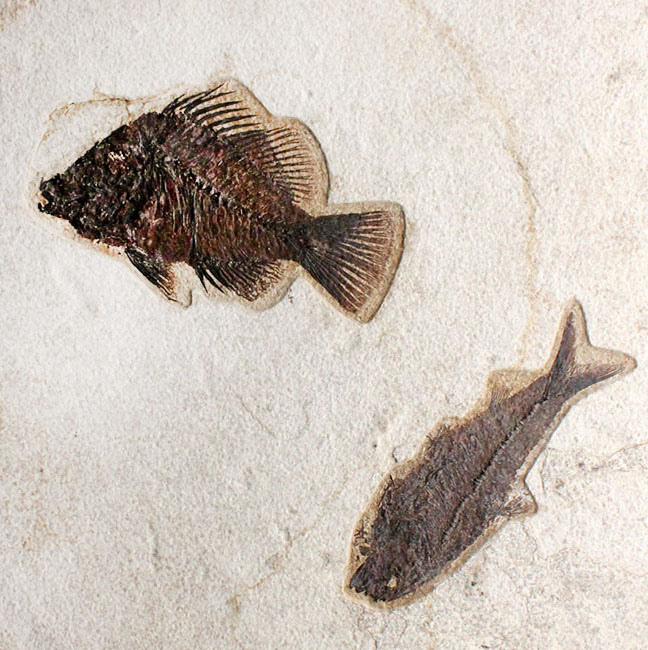 威風堂々、レアな古代魚プリスカカラ（Priscacara sp.）とワイオミング州の「州の化石」、ナイティア（Knightia sp.）が同時に見られる、マルチプレート化石。グリーンリバー層産。（その2）