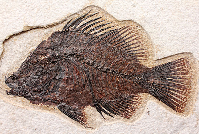 威風堂々、レアな古代魚プリスカカラ（Priscacara sp.）とワイオミング州の「州の化石」、ナイティア（Knightia sp.）が同時に見られる、マルチプレート化石。グリーンリバー層産。（その3）