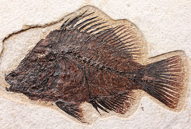 威風堂々、レアな古代魚プリスカカラ(Priscacara sp.)とワイオミング州の「州の化石」、ナイティア(Knightia sp.)が同時に見られる、マルチプレート化石。グリーンリバー層産。(その3)