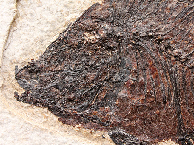 威風堂々、レアな古代魚プリスカカラ（Priscacara sp.）とワイオミング州の「州の化石」、ナイティア（Knightia sp.）が同時に見られる、マルチプレート化石。グリーンリバー層産。（その4）