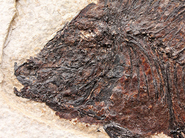 威風堂々、レアな古代魚プリスカカラ(Priscacara sp.)とワイオミング州の「州の化石」、ナイティア(Knightia sp.)が同時に見られる、マルチプレート化石。グリーンリバー層産。(その4)