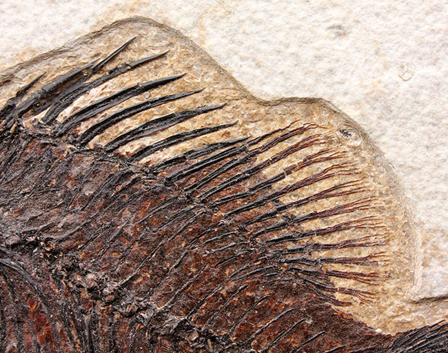 威風堂々、レアな古代魚プリスカカラ(Priscacara sp.)とワイオミング州の「州の化石」、ナイティア(Knightia sp.)が同時に見られる、マルチプレート化石。グリーンリバー層産。(その5)