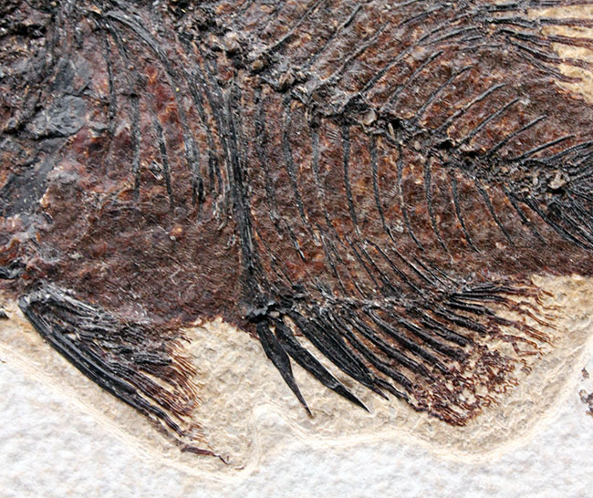 威風堂々、レアな古代魚プリスカカラ（Priscacara sp.）とワイオミング州の「州の化石」、ナイティア（Knightia sp.）が同時に見られる、マルチプレート化石。グリーンリバー層産。（その6）