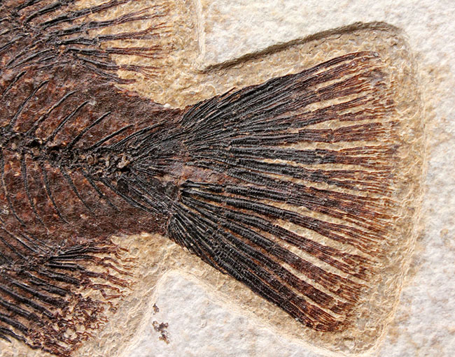 威風堂々、レアな古代魚プリスカカラ(Priscacara sp.)とワイオミング州の「州の化石」、ナイティア(Knightia sp.)が同時に見られる、マルチプレート化石。グリーンリバー層産。(その7)