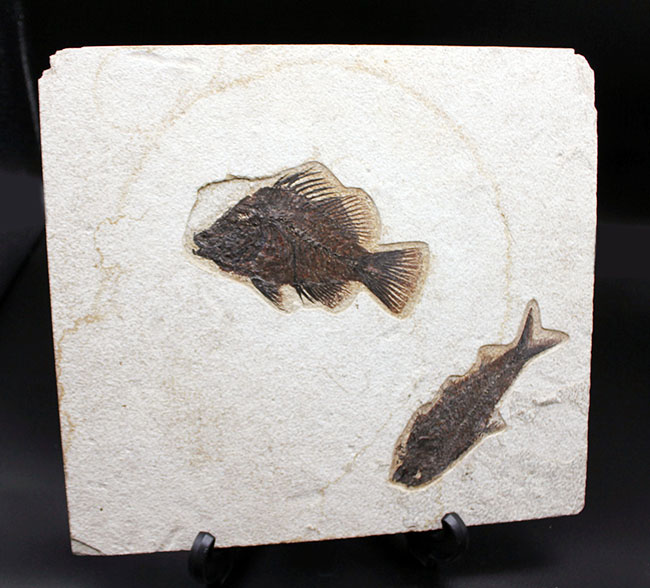 威風堂々、レアな古代魚プリスカカラ（Priscacara sp.）とワイオミング州の「州の化石」、ナイティア（Knightia sp.）が同時に見られる、マルチプレート化石。グリーンリバー層産。（その8）