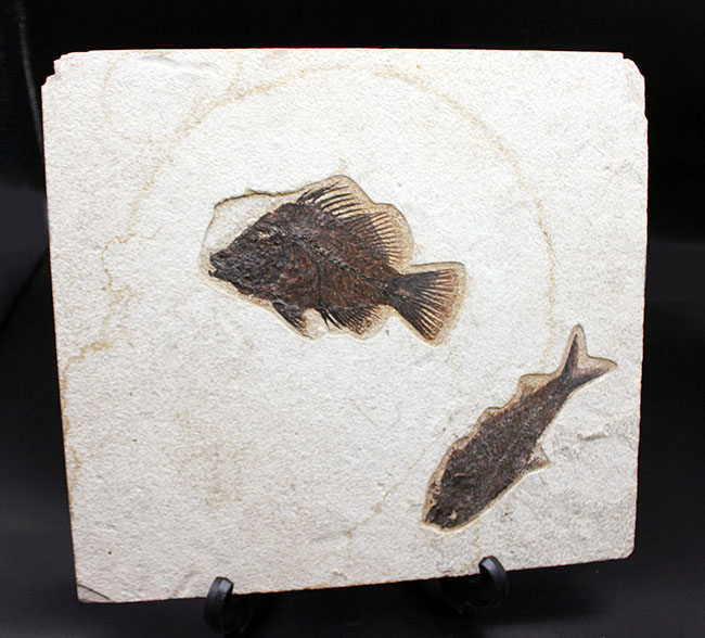 威風堂々、レアな古代魚プリスカカラ(Priscacara sp.)とワイオミング州の「州の化石」、ナイティア(Knightia sp.)が同時に見られる、マルチプレート化石。グリーンリバー層産。(その8)