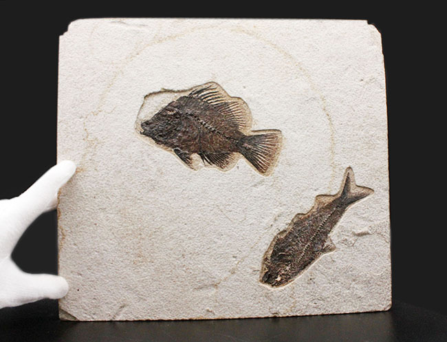 威風堂々、レアな古代魚プリスカカラ（Priscacara sp.）とワイオミング州の「州の化石」、ナイティア（Knightia sp.）が同時に見られる、マルチプレート化石。グリーンリバー層産。（その9）