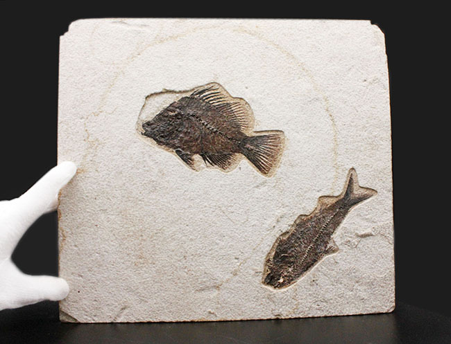 威風堂々、レアな古代魚プリスカカラ(Priscacara sp.)とワイオミング州の「州の化石」、ナイティア(Knightia sp.)が同時に見られる、マルチプレート化石。グリーンリバー層産。(その9)