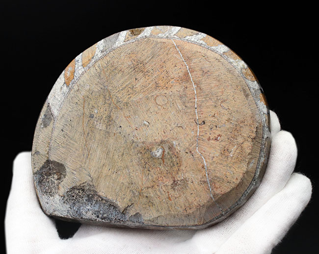 ４００グラム超え、立派！古生代デボン紀を代表する頭足類、ゴニアタイト（Goniatite）の化石。厚みあり！（その6）