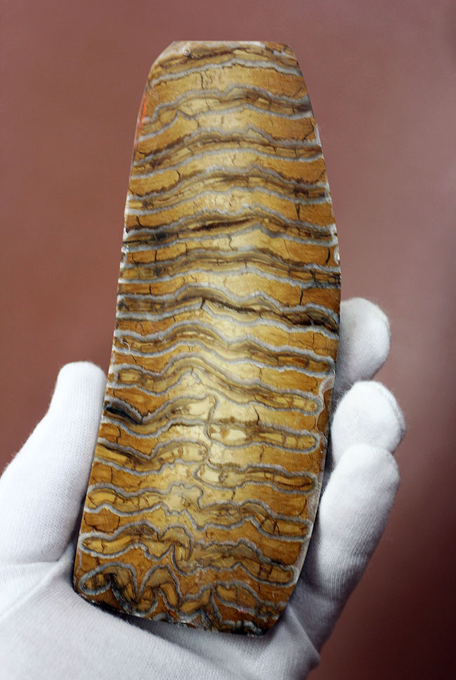 丁寧な光沢仕上げが施されたケナガマンモス（Woolly Mammoth）の臼歯の歯化石。（その14）
