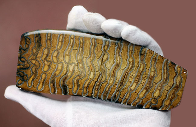 ケナガマンモス　臼歯　化石 丁寧な光沢仕上げが施されたケナガマンモス（Woolly Mammoth）の