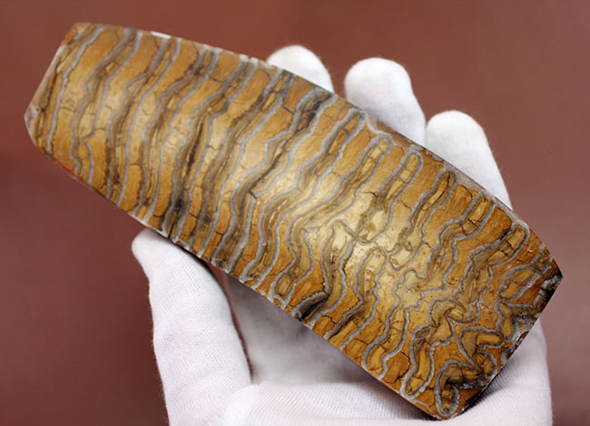 ケナガマンモス　臼歯　化石 丁寧な光沢仕上げが施されたケナガマンモス（Woolly Mammoth）の