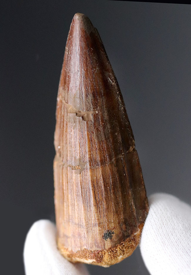 白亜紀の北アフリカの支配的な捕食者、スピノサウルス(Spinosaurus)の上質の歯化石(その1)