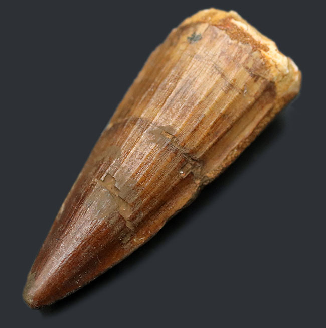 白亜紀の北アフリカの支配的な捕食者、スピノサウルス(Spinosaurus)の上質の歯化石(その2)
