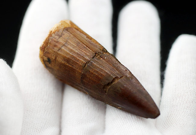白亜紀の北アフリカの支配的な捕食者、スピノサウルス(Spinosaurus)の上質の歯化石(その4)